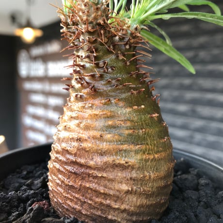 pachypodium gracilius《大きめS size》※現地球株発根済※可愛さだけでは終わらない!green肌＆現地焼けに横筋の強さも堪らない一株※black bowl pot植え