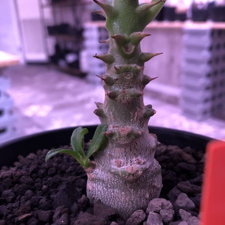 packypodium  windsorii《S size》現地実生２年株  発根済み株