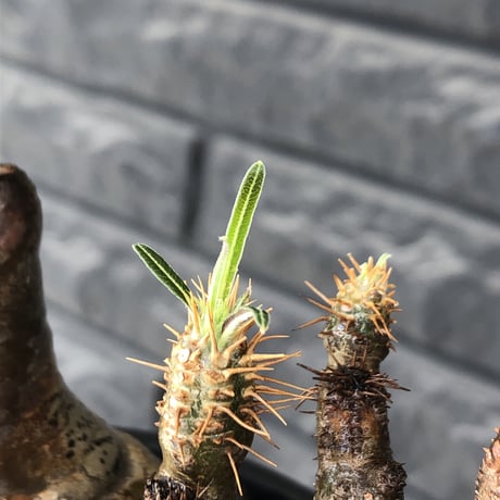 pachypodium gracilius《L size》※現地球発根後店主国内管理5年株※ぼってり良樹形な両A面‼︎選抜グラキ※mad black pot植え