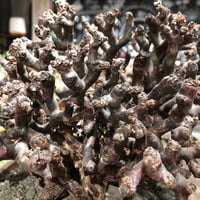 cyphostemma pachypus《L size》 | plants holic