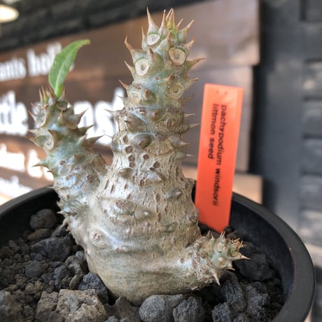 pachypodium windsorii《M size》※選抜littmon seed🌱※weight低き極ぼってり株元&枝振りも◎良樹形※mad black pot植え