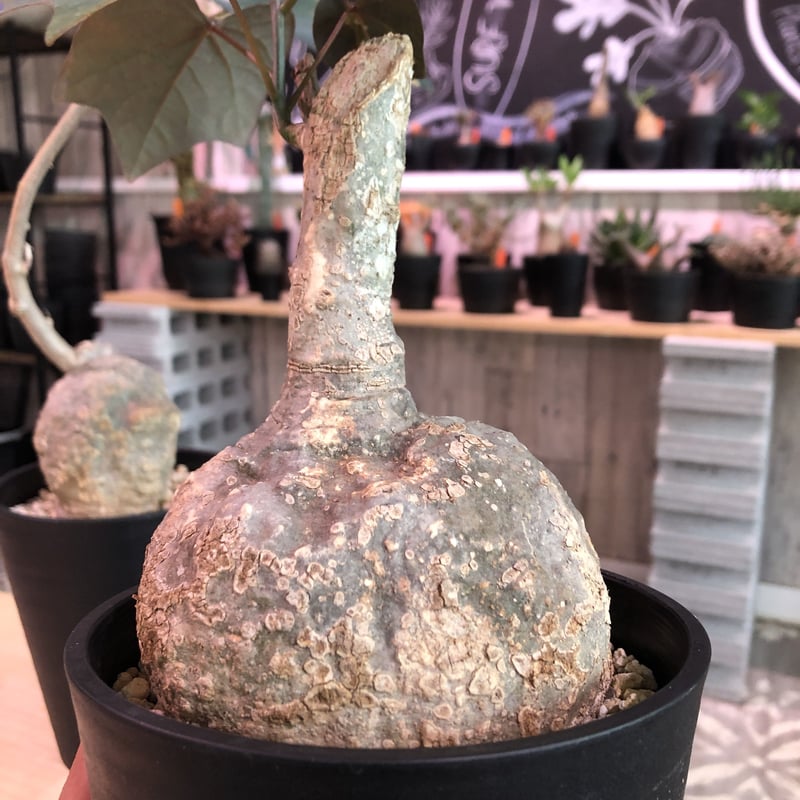 adenia stylosa《M size》発根済み株 再入荷分‼︎ | plants