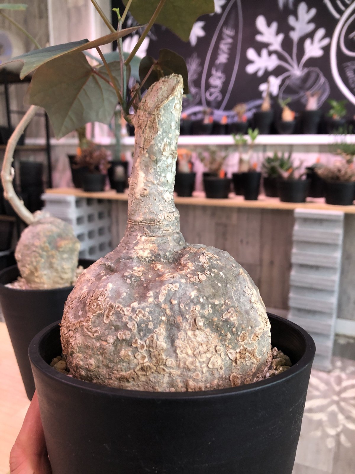 マダガスカルの希少 塊根 Adenia stylosa アデニア ステイローサ 実生