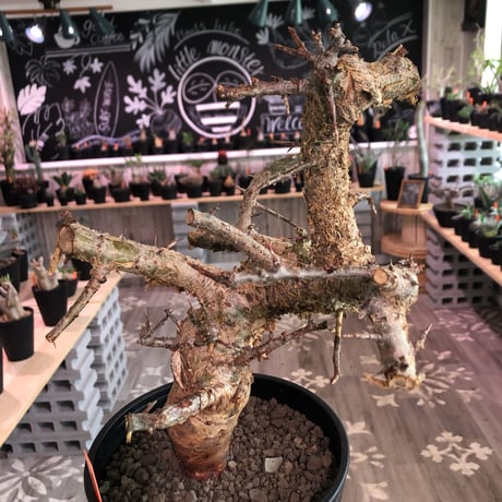 commiphora   humbertii《 L size》※発根済み株  男前な佇まい