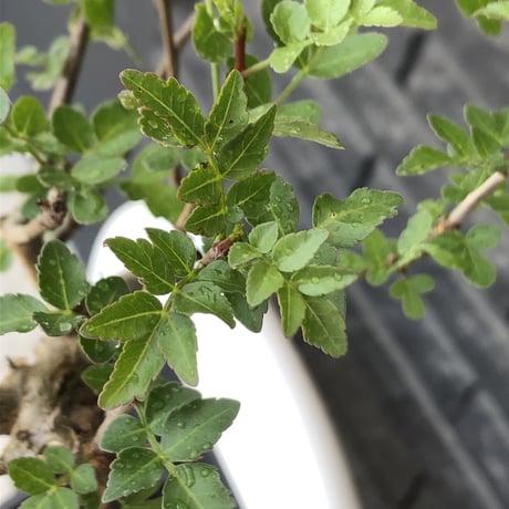 bursera  fagaroides《L size》※現地球発根後店主管理6年株※成熟しメクれ上がった表皮＆weight低くぼってり株元を作り込んだ渾身の一株※mad black pot植え