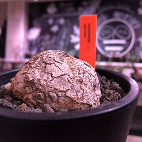 stephania venosa 《小さめM size》※現地球発根済株※恐竜の🥚卵みたくひび割れた味深き表皮にかわいいツル型の葉を展開‼︎※mad black pot植え