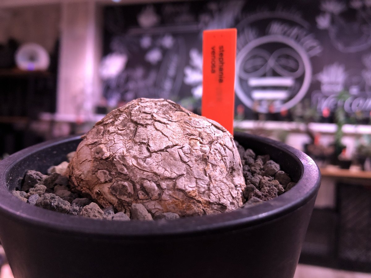 Stephania venosa 250511 輸入株発根済ドイツワイン