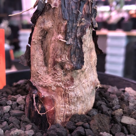 mestoklema   tuberosum《M  size》※今後輸入厳しい希少南アフリカ物‼︎正面&左半面のほとんどが朽ちくしたヤバい奴‼︎生育上支障ありません🙏※mad black pot植え