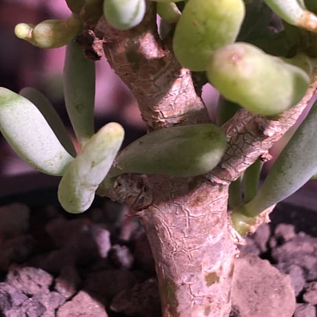 othonna clavifolia《S size》※ぷっくり多肉質の葉を展開する冬型の人気者‼︎オススメ株※mad black pot植え