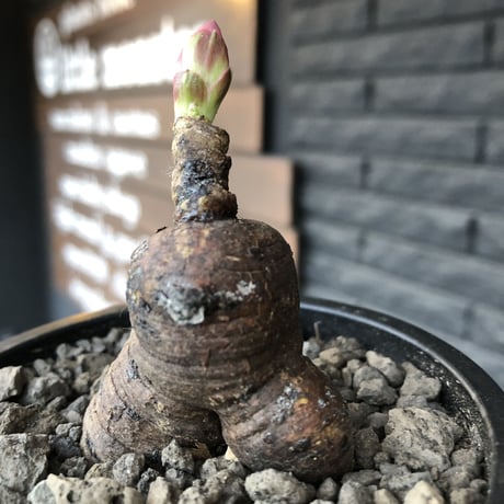 monadenium globosum《大きめM size 》※現地球発根済株※激希少種‼︎真っ黒のツル肌に赤い葉が大変美しく、白花とのcontrastが最高な一株‼︎※mad black pot植え