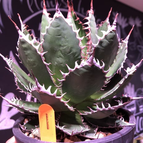agave    horrida