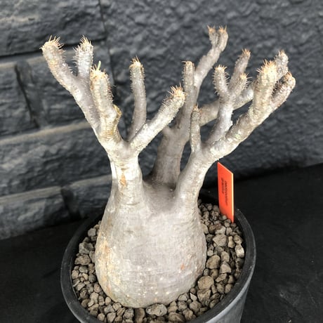 packypodium  gracilius《M  size》※現地球発根済株※遅ればせながら新芽もお目覚めしたレア細枝多数の激かわ激オススメ株※mad black pot植え