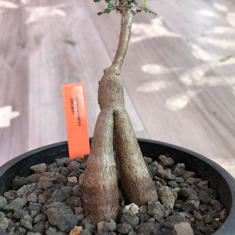 opercullicarya   decaryi  littmon  seed🌱  《4年株》mad  black  pot植え （限定3株）