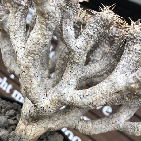 euphorbia  guillauminiana《L size》※現地球発根済株※店主国内管理4年株※溶岩質の土壌育ちの現地球株らしい表皮＆大変密な枝振り株※mad black pot植え