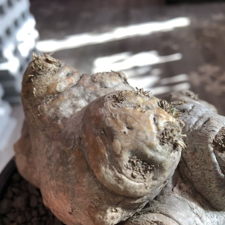 pachypodium  brevicaule恵比寿笑い《L size》※現地球発根済株※ヤバく驚愕的座高を持つ唯一無二なNo.1立体樹形‼︎今後流通少なくなります※mad black pot植え