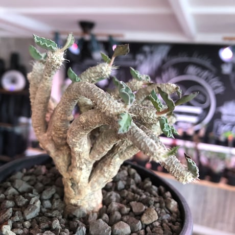 euphorbia tulearensis《L  size》※大変良き塊根と激しい枝振りを持つ希少性激高塊根ユーフォルビア‼︎丈も締まった将来有望株※mad black bowl pot植え