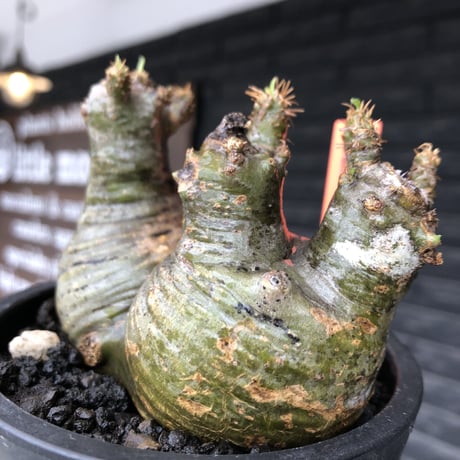 pachypodium gracilius《大きめS size》希少green肌&まん丸W-he'd株※現地球発根後店主国内管理3年株※愛くるしい球体&B面現地焼け※mad black pot植え