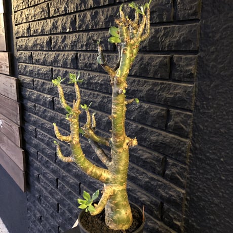 tylecodon  paniculatus《L L size》店主国内管理9年株※かなり立派なパニク‼︎大変威勢よく動き始めてます‼︎※希少size‼︎