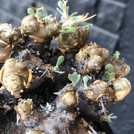 othonna  euphorbioides《L size》black肌※現地球発根後店主国内管理5年株※極太低重心&ボコボコ半端なき枝振りが堪らない良樹形※mad black pot植え