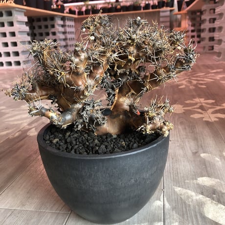 othonna  euphorbioides（L L  size）※店主5年管理株‼︎ 躍動感半端なき株‼︎　※mad black bowl pot植え