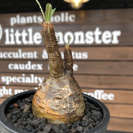 pachypodium  gracilius《S size》現地焼け株※現地球発根済株※店主国内管理2年株※愛くるしい装いbalanceに現地焼けがギャップ萌えな一株※mad black pot植え