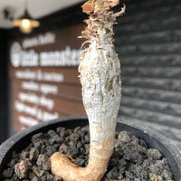 sesamothamnus rivae《大きめS size》※現地球株発根済※小振り現地球株は逆に珍しく白く美しくも味深き表皮のメクれが堪らない一株※black pot植え