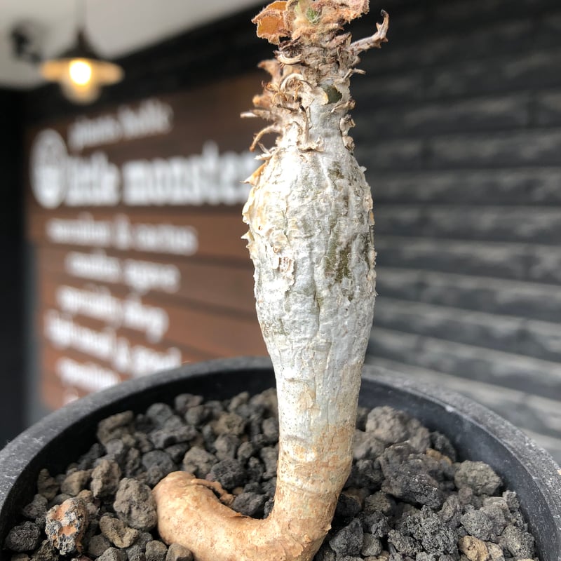 sesamothamnus rivae《大きめS size》※現地球株発根済※小振り現地球株は sesamothamnus rivae《大きめS size》※現地球株発根済※小振り現地球株は