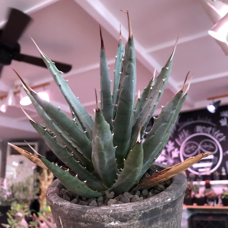 agave    utaensis  var, eborispina《大きめM size》※発根済株※良balance＆美しいエボリスピナ※陶器鉢植え