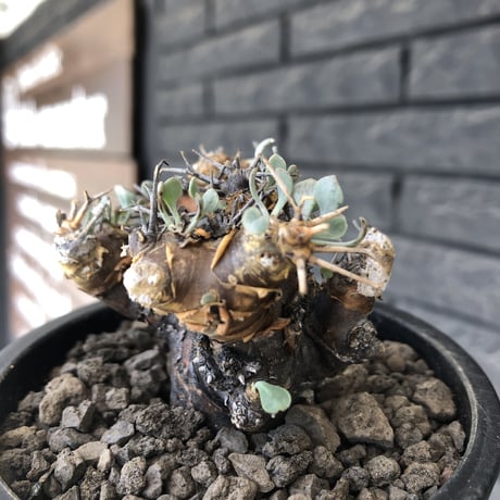 othonna  euphorbioides《M size》※現地球発根後店主国内管理3年株※compactに纏まり良き低重心weight低き選抜株‼︎※mad black pot植え