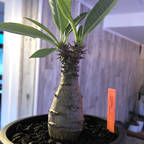 packypodium  windsori i× baronii  《S size》双方の良さが活きた将来有望美株‼︎  ※mad  black  pot植え