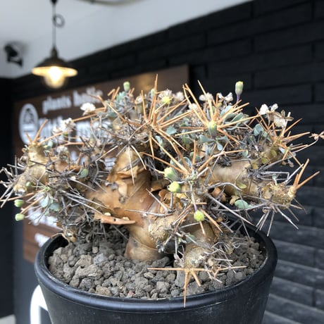 othonna  euphorbioides《L L size》※現地球発根後店主国内管理6年株※極太幹のどっしり構え&良枝振りvolume満点樹形※mad black pot植え