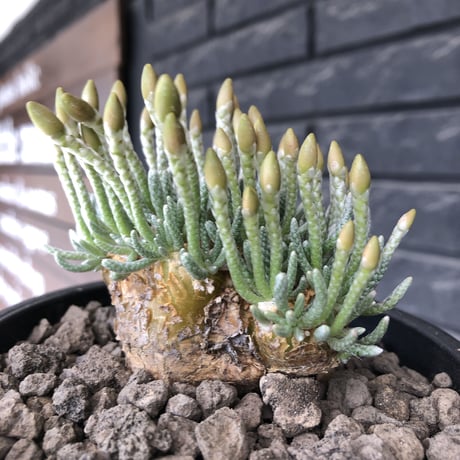 avonia  alstonii《XL size》※現地球発根後店主国内管理13年株※年代物且つ驚愕big株‼︎二度と手に入らないサイズ感‼︎ver.pink花※ mad black pot植え