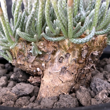 avonia  alstonii《XL size》※現地球発根後店主国内管理13年株※年代物且つ驚愕big株‼︎二度と手に入らないサイズ感‼︎ver.pink花※ mad black pot植え