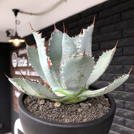 agave guadalajalana《L size》※現地球株発根済※大きめ且つ締まり良き美しい選抜株※mad black bowl pot植え