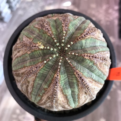 euphorbia obesa《L size》年代物‼︎木質化株‼︎※大変古株のため、頭頂部付近まで木質化したかっこ良く仕上がった一株‼︎※mad black bowl pot植え