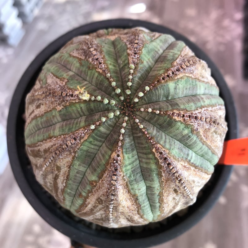 euphorbia obesa《L size》年代物‼︎木質化株‼︎※大変古株のため euphorbia obesa《L size》年代物‼︎木質化株‼︎※大変古株のため