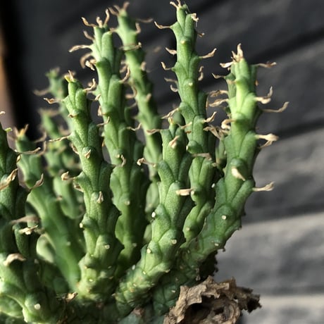euphorbia gorgonis《M size》※現地球発根後店主国内管理3年株※人気🐙タコもの‼︎美多肉質葉&木質wild塊根の二面性が魅力※mad  black  pot植え