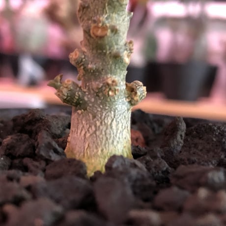 希少 dorstenia   gigas《S size》littmon  seed🌱※1シーズンで成長が大変早い為、大変育て甲斐と変化を感じられるギガス‼︎※mad black bowl pot植え