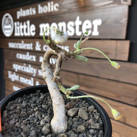 othonna clavifolia《M size》激希少※現地球発根済株※個体が激減し輸入厳しいぷっくり多肉質の葉を展開する冬型の人気者‼︎オススメ株※mad black pot植え