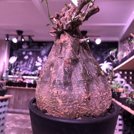 momordica  rostrata《L  size》※株元は充分に木質化したbalance&良きサイズ感なロストラータ希少株‼︎※mad black pot植え