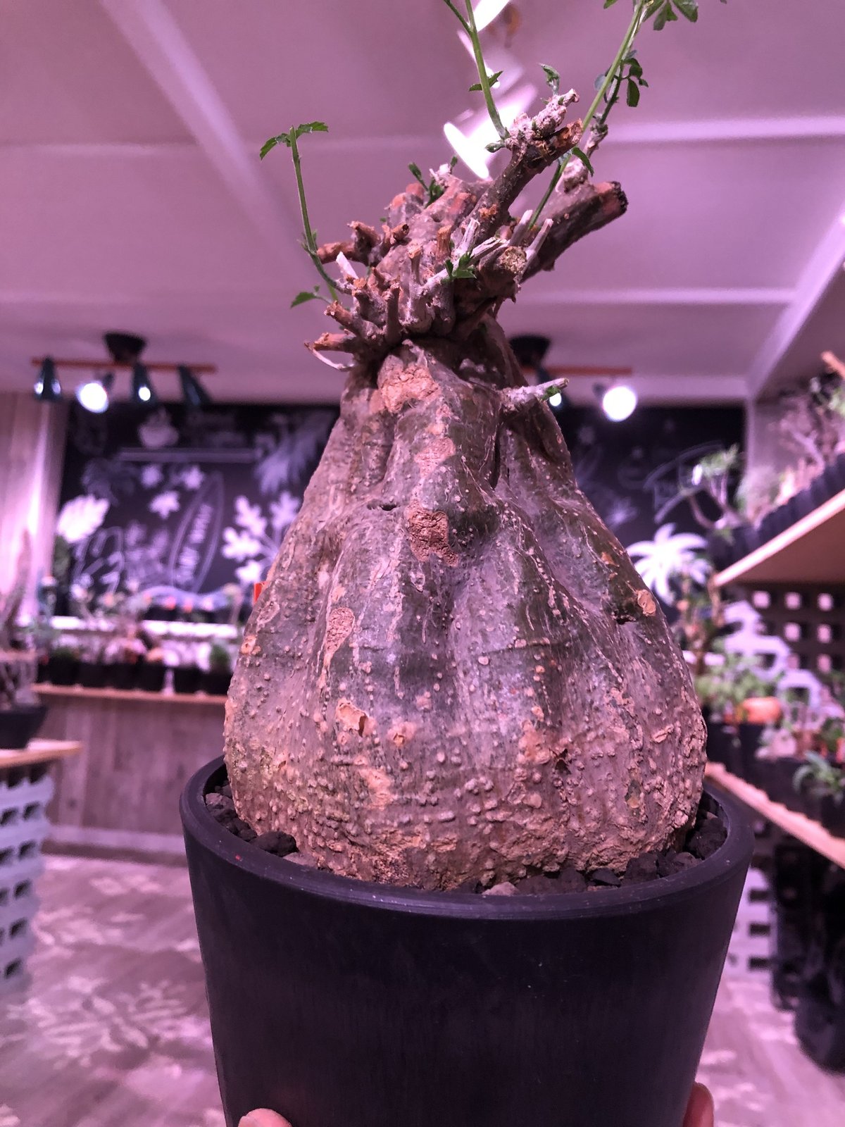 momordica rostrata《L size》※株元は充分に木質化したbalance