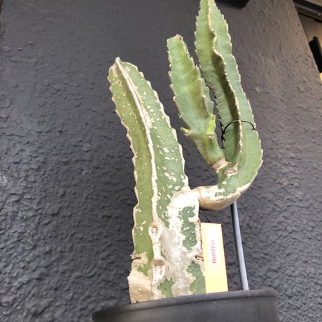 stapelia《M  size》
