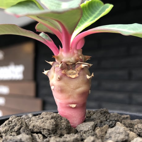 euphorbia viguieri《S size》※現地球株発根済※小振りでピンクカラーが可愛すぎる一株‼︎※mad black pot植え