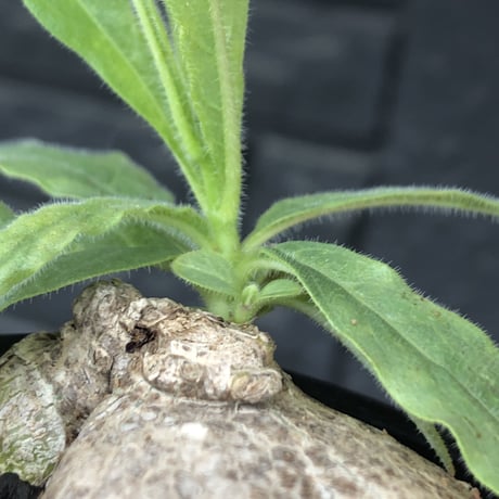 pentagonanthus grandiflorus ssp.glabrescens《Msize 》※現地球発根後店主国内管理2年株※激希少‼︎偏平可愛すぎる装い※mad black pot植え