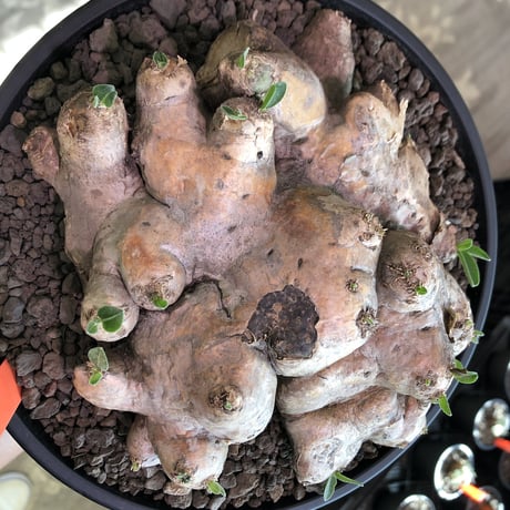 pachypodium  brevicaule恵比寿笑い《大きめL size》※現地球発根済株※味深い荒々しい肌質のbigな笑い‼︎今後流通少なくなります※浅鉢植え