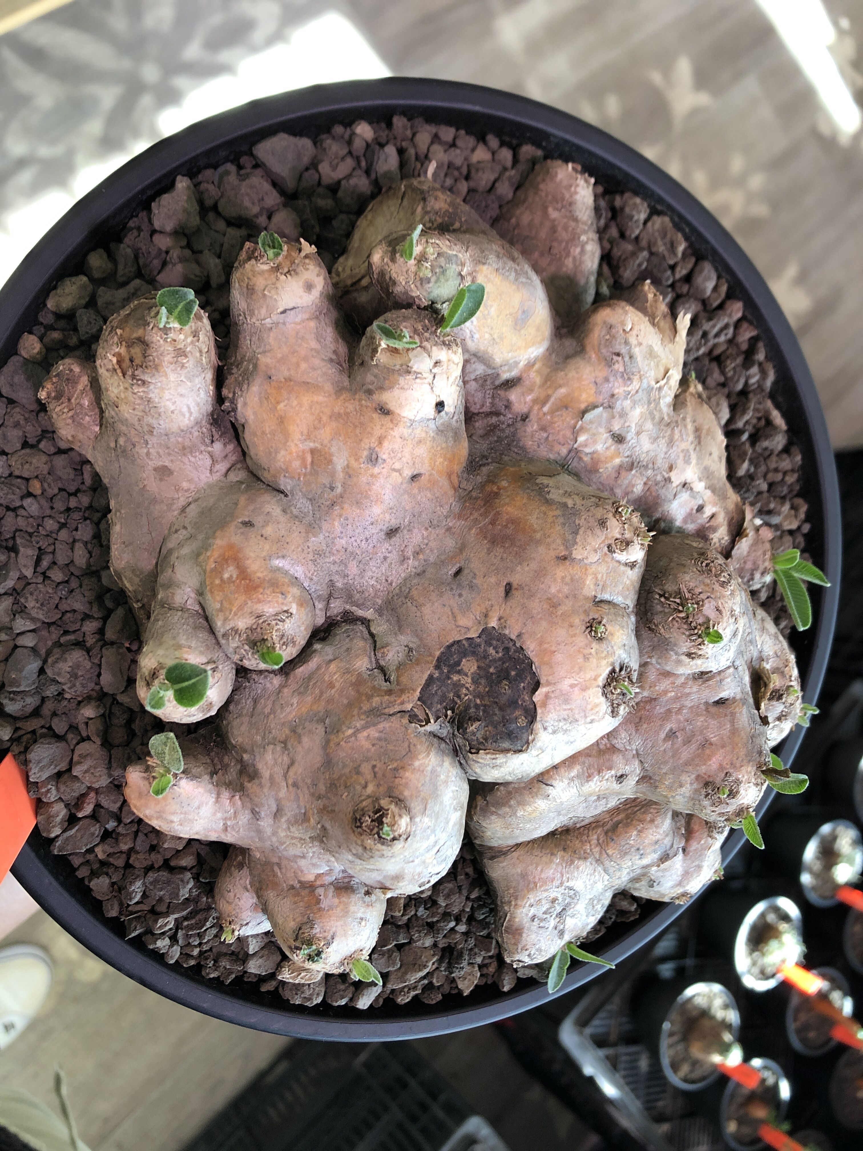 pachypodium brevicaule恵比寿笑い《大きめL size》※現地球発根済株