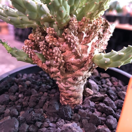 euphorbia  ramiglans《L size》※タコものらしい装い‼︎下部から木質化しwild株‼︎※mad black pot植え