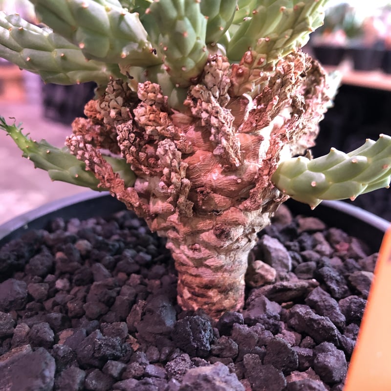Euphorbia caloderma ユーフォルビア ユーフォルビア クラビゲラ | STELLA.PLANTS