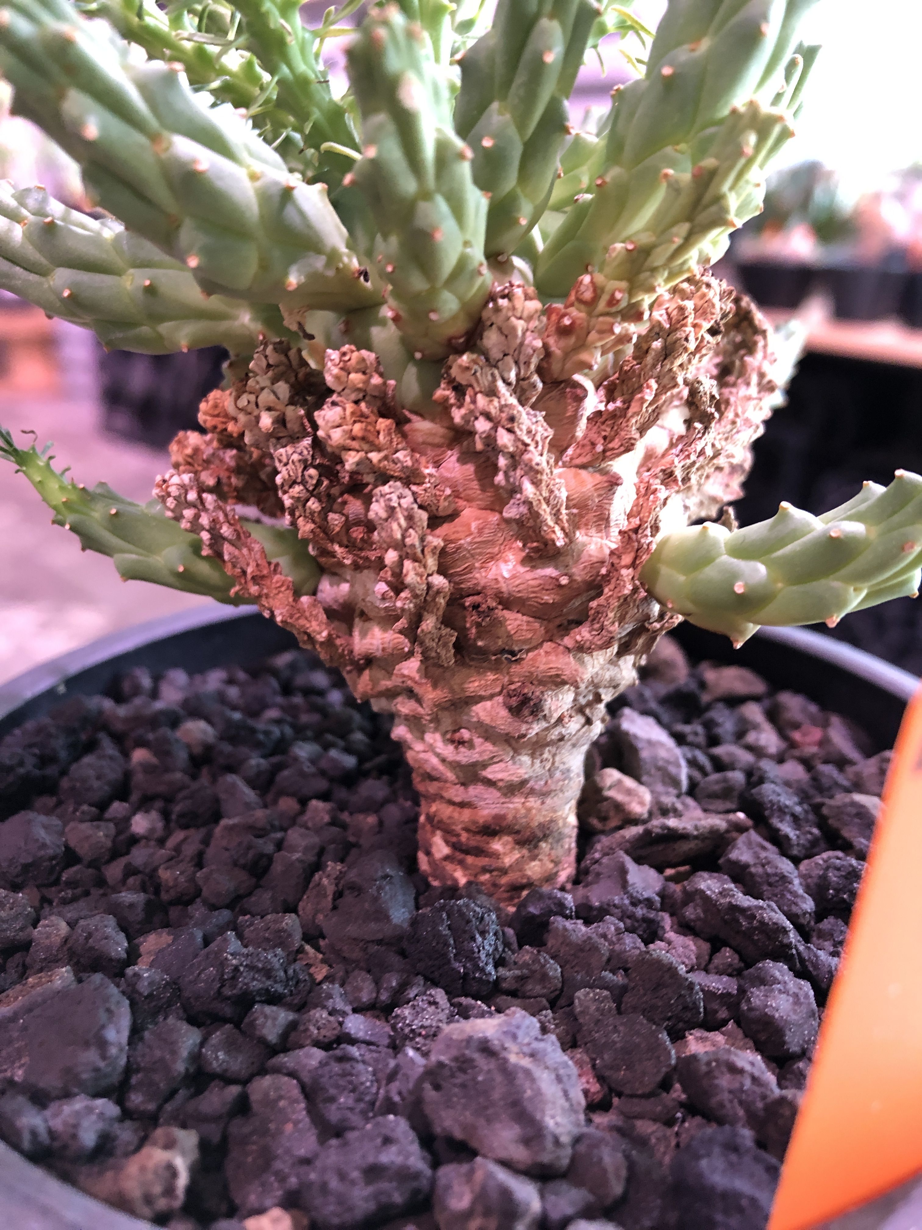 euphorbia ramiglans《L size》※タコものらしい装い‼︎下部から木質化