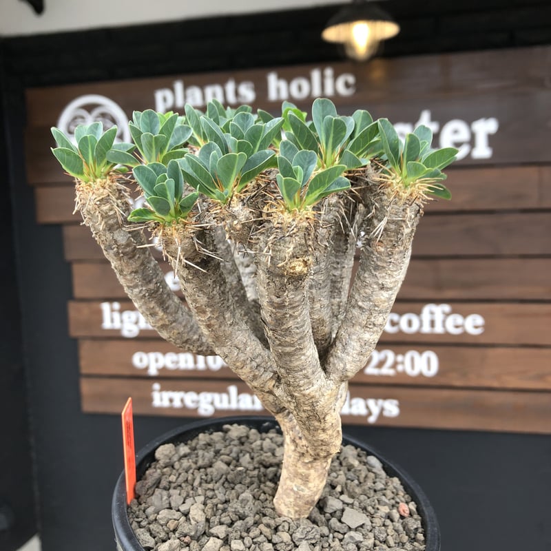 euphorbia guillauminiana《大きめM size》※現地球発根後店主国内